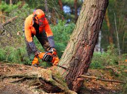 Best Hazardous Tree Removal  in New Paris, IN