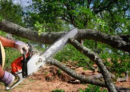 How Our Tree Care Process Works  in  New Paris, IN