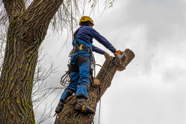 Best Tree Disease Treatment  in New Paris, IN