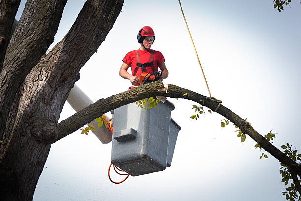 Best Fruit Tree Pruning  in New Paris, IN